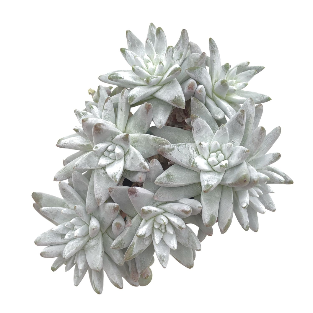 April 2023 Delivery- Dudleya McCabe