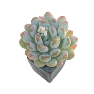 February 2023 Delivery- Pachyphytum Walth